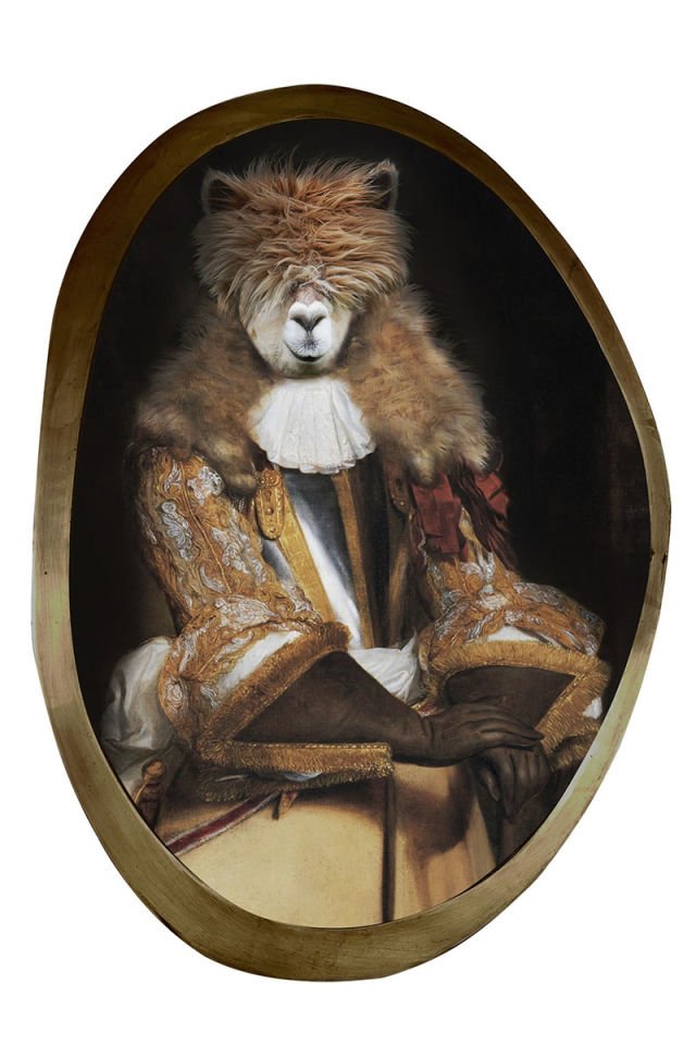 Aristocratic animals alpaca