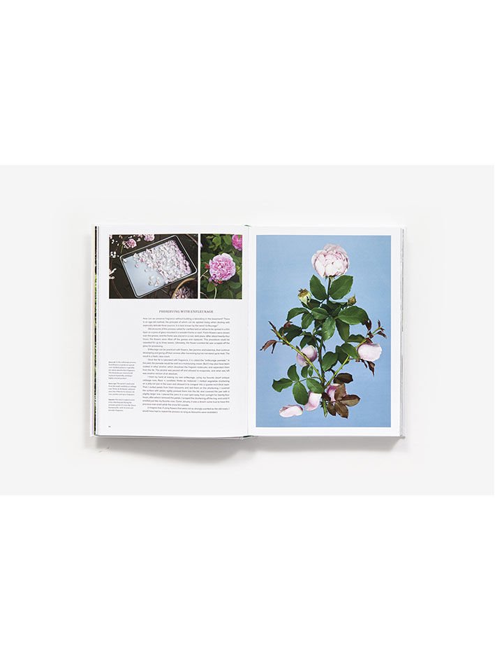 THE SCENTUAL GARDEN