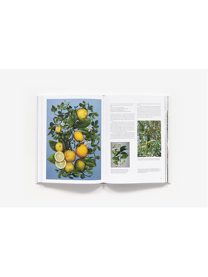 THE SCENTUAL GARDEN